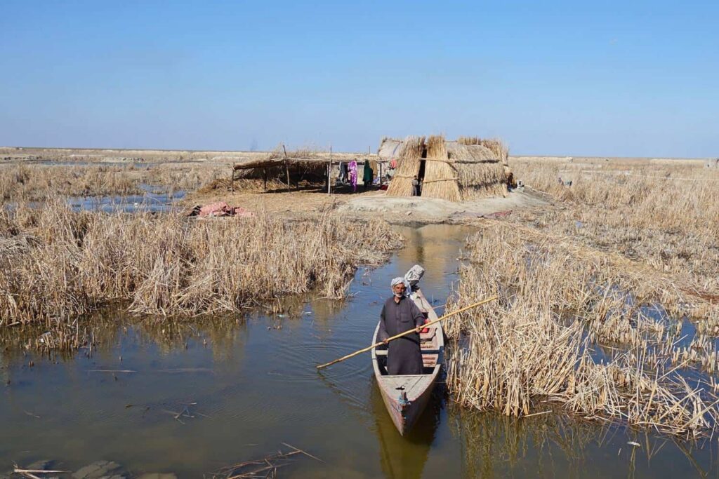 A Marsh Arab paddling a traditional wooden canoe through the reed-filled waterways of the Mesopotamian Marshes in southern Iraq.