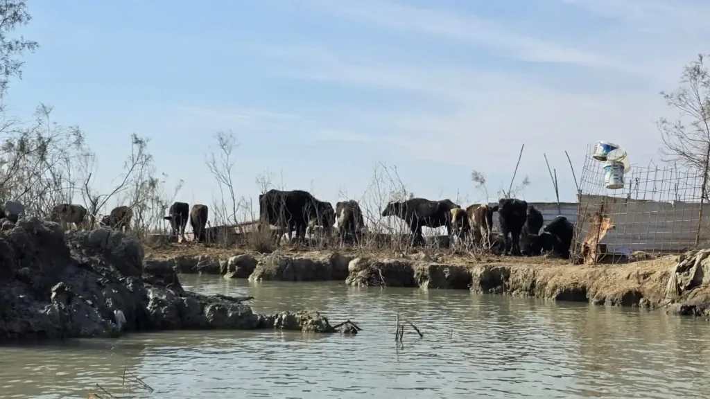 Water buffalo wading through the shallow waters of the Mesopotamian Marshes in southern Iraq.